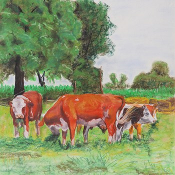 Pasture